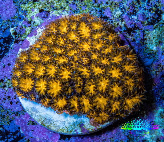 Hellfire Gold Leptastrea Coral Frag WYSIWYG Hellfire Gold Leptastrea Coral Frag WYSIWYG Home & Garden Hellfire Gold Leptastrea Coral Frag WYSIWYG Zeo Box Reef