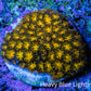 Hellfire Gold Leptastrea Coral Frag WYSIWYG Hellfire Gold Leptastrea Coral Frag WYSIWYG Home & Garden Hellfire Gold Leptastrea Coral Frag WYSIWYG Zeo Box Reef