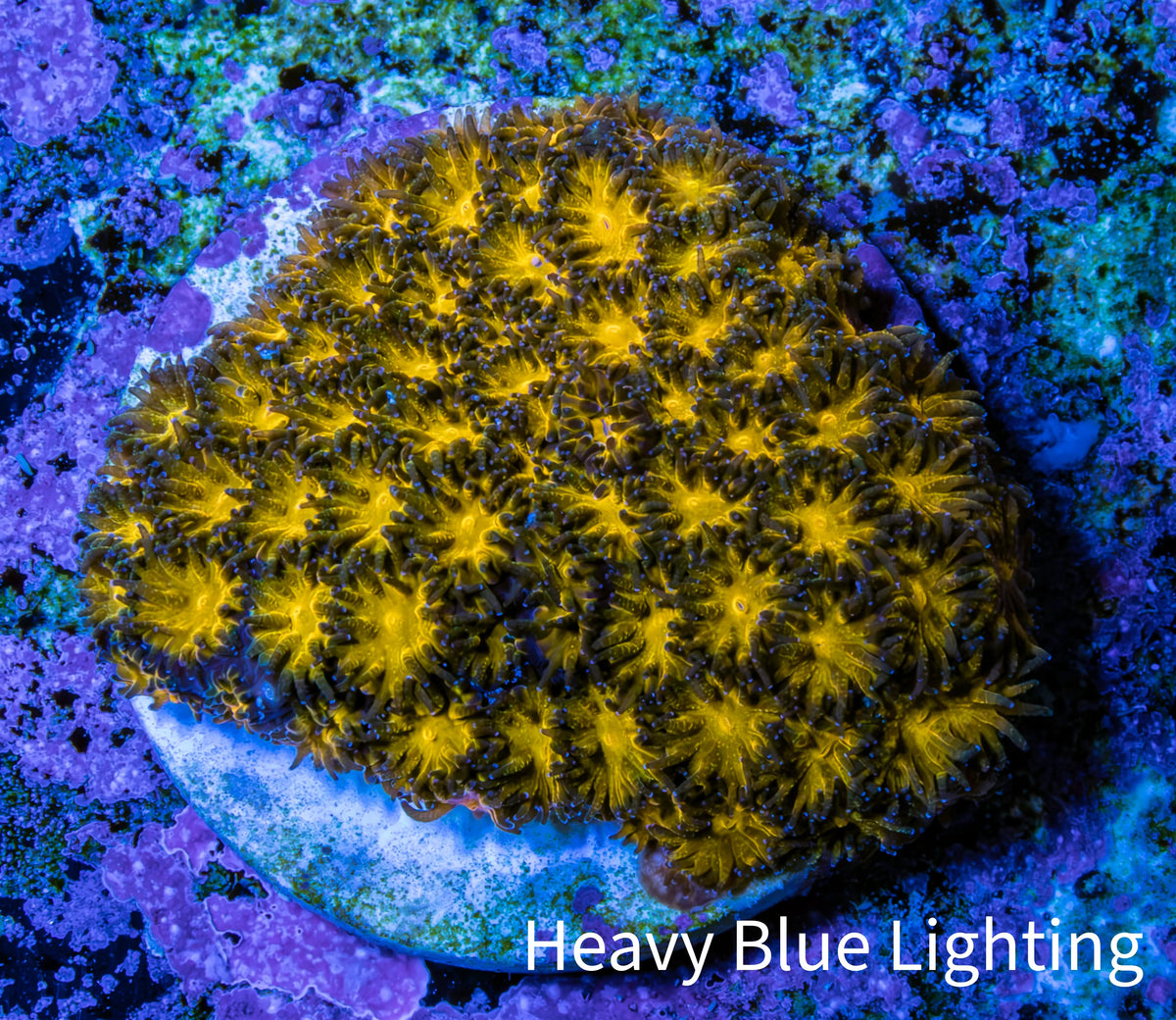 Hellfire Gold Leptastrea Coral Frag WYSIWYG Hellfire Gold Leptastrea Coral Frag WYSIWYG Home & Garden Hellfire Gold Leptastrea Coral Frag WYSIWYG Zeo Box Reef