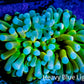 🔥Holy Grail Torch Coral 5cm WYSIWYG C1R1B1 🔥Holy Grail Torch Coral 5cm WYSIWYG C1R1B1 LPS 🔥Holy Grail Torch Coral 5cm WYSIWYG C1R1B1 Zeo Box Reef