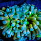 🔥Holy Grail Torch Coral 5cm WYSIWYG C1R1B1 🔥Holy Grail Torch Coral 5cm WYSIWYG C1R1B1 LPS 🔥Holy Grail Torch Coral 5cm WYSIWYG C1R1B1 Zeo Box Reef