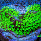 Hulk  Montipora Frag WYSIWYG Hulk  Montipora Frag WYSIWYG SPS Hulk  Montipora Frag WYSIWYG Zeo Box Reef