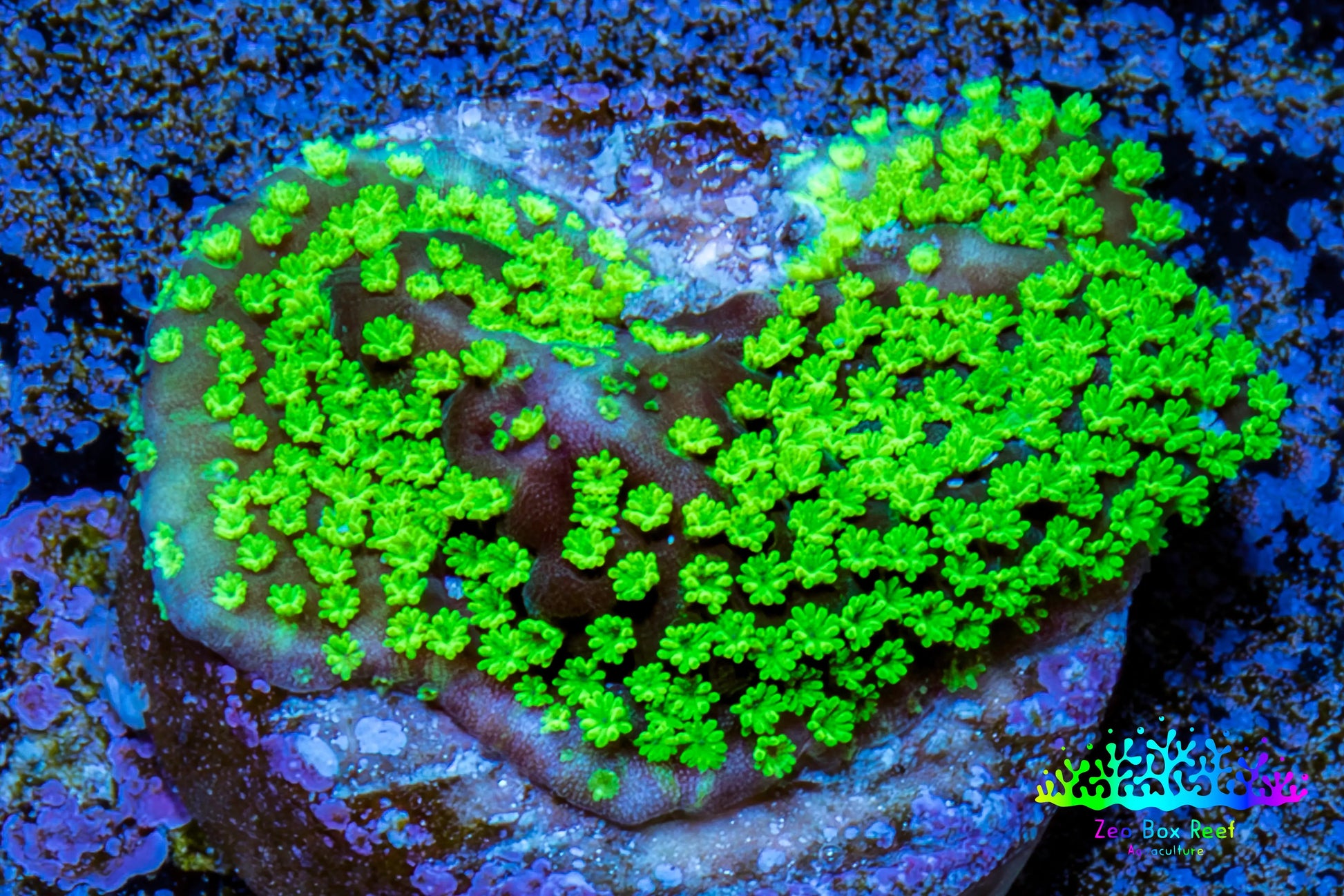 Hulk  Montipora Frag WYSIWYG Hulk  Montipora Frag WYSIWYG SPS Hulk  Montipora Frag WYSIWYG Zeo Box Reef
