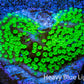 Hulk  Montipora Frag WYSIWYG Hulk  Montipora Frag WYSIWYG SPS Hulk  Montipora Frag WYSIWYG Zeo Box Reef