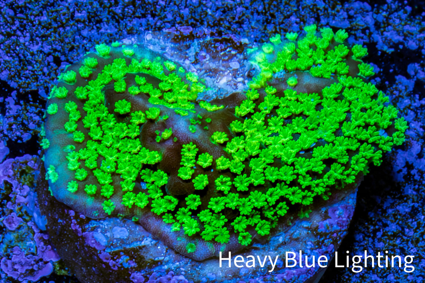 Hulk  Montipora Frag WYSIWYG Hulk  Montipora Frag WYSIWYG SPS Hulk  Montipora Frag WYSIWYG Zeo Box Reef