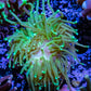 Hulk Torch Coral  -  4cm WYSIWYG Hulk Torch Coral  -  4cm WYSIWYG LPS Hulk Torch Coral  -  4cm WYSIWYG Zeo Box Reef