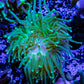 Hulk Torch Coral  -  4cm WYSIWYG Hulk Torch Coral  -  4cm WYSIWYG LPS Hulk Torch Coral  -  4cm WYSIWYG Zeo Box Reef