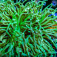 Hulk Torch Coral  -  6cm Hulk Torch Coral  -  6cm LPS Hulk Torch Coral  -  6cm Zeo Box Reef