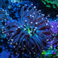Joker Torch Coral 6cm WYSIWYG A2R1B1 Joker Torch Coral 6cm WYSIWYG A2R1B1 LPS Joker Torch Coral 6cm WYSIWYG A2R1B1 Zeo Box Reef