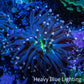 Joker Torch Coral 6cm WYSIWYG A2R1B1 Joker Torch Coral 6cm WYSIWYG A2R1B1 LPS Joker Torch Coral 6cm WYSIWYG A2R1B1 Zeo Box Reef