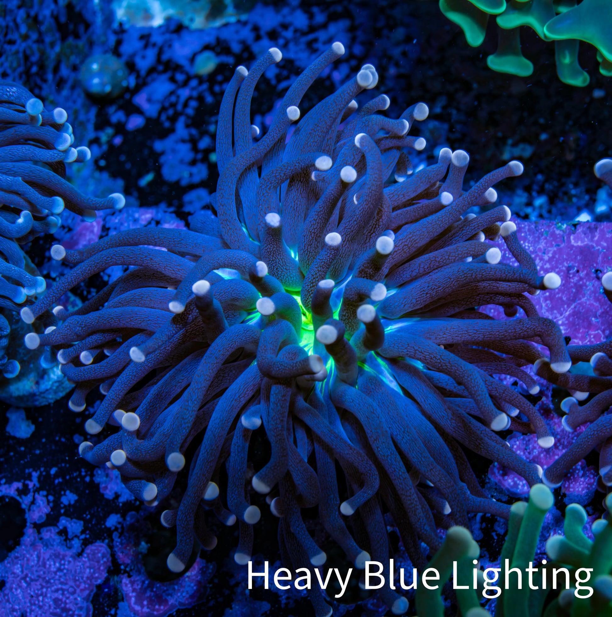Joker Torch Coral 6cm WYSIWYG A2R1B1 Joker Torch Coral 6cm WYSIWYG A2R1B1 LPS Joker Torch Coral 6cm WYSIWYG A2R1B1 Zeo Box Reef
