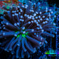 Joker Torch Coral 6cm WYSIWYG A3R1B1 Joker Torch Coral 6cm WYSIWYG A3R1B1 LPS Joker Torch Coral 6cm WYSIWYG A3R1B1 Zeo Box Reef