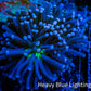 Joker Torch Coral 6cm WYSIWYG A3R1B1 Joker Torch Coral 6cm WYSIWYG A3R1B1 LPS Joker Torch Coral 6cm WYSIWYG A3R1B1 Zeo Box Reef