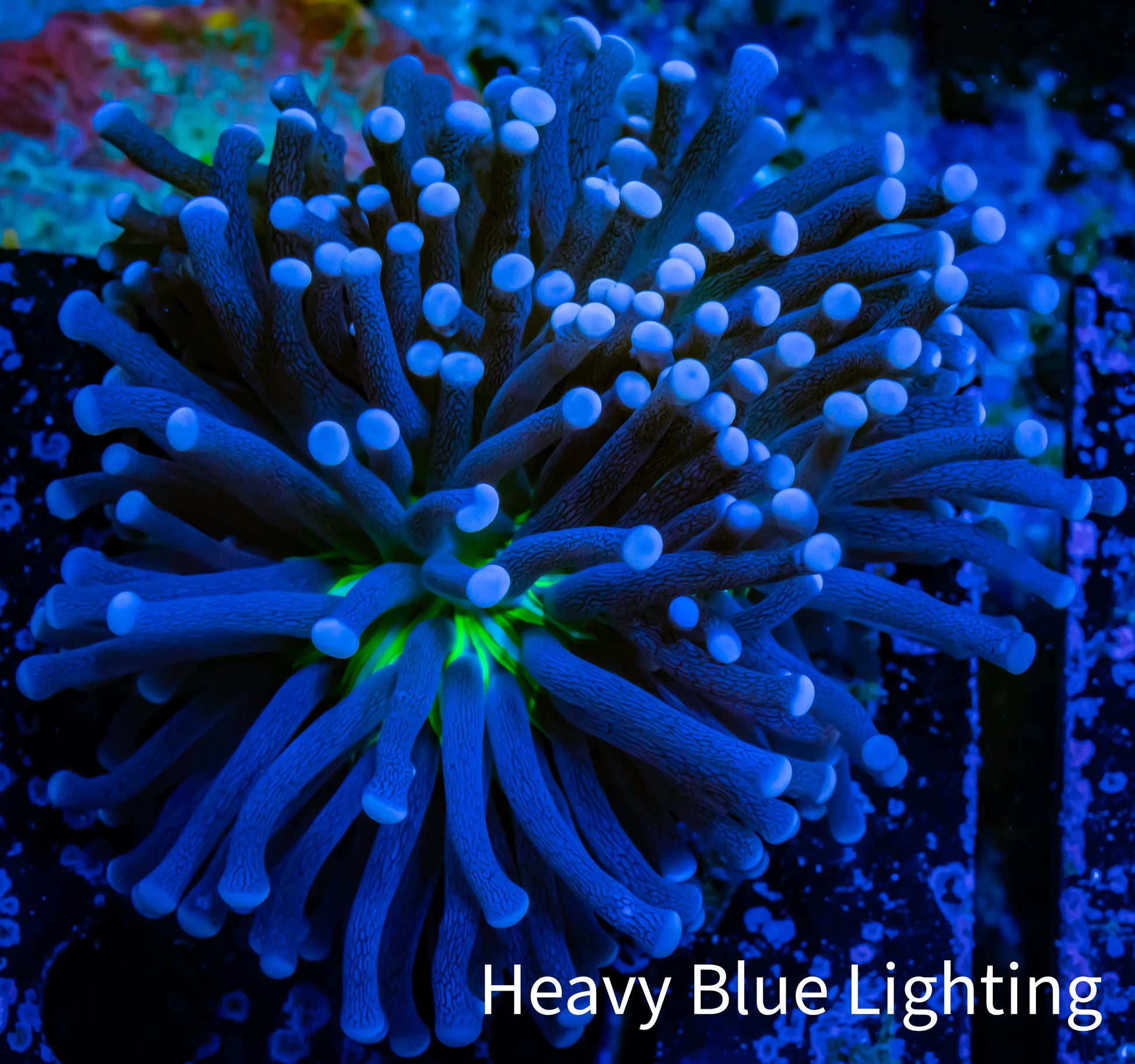 Joker Torch Coral 6cm WYSIWYG A3R1B1 Joker Torch Coral 6cm WYSIWYG A3R1B1 LPS Joker Torch Coral 6cm WYSIWYG A3R1B1 Zeo Box Reef