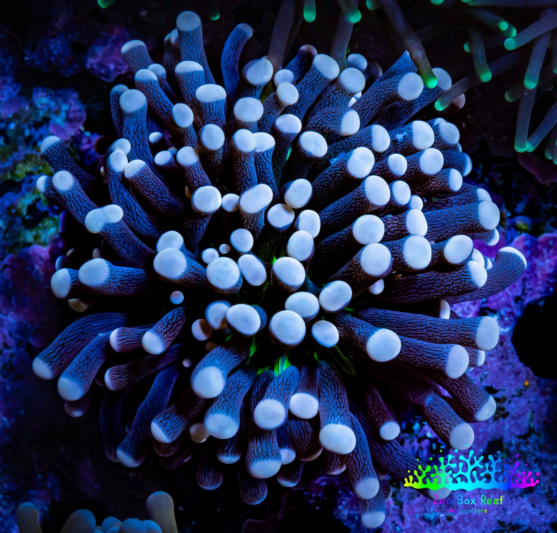 Joker Torch Coral 6cm WYSIWYG B1R1B1 Joker Torch Coral 6cm WYSIWYG B1R1B1 LPS Joker Torch Coral 6cm WYSIWYG B1R1B1 Zeo Box Reef