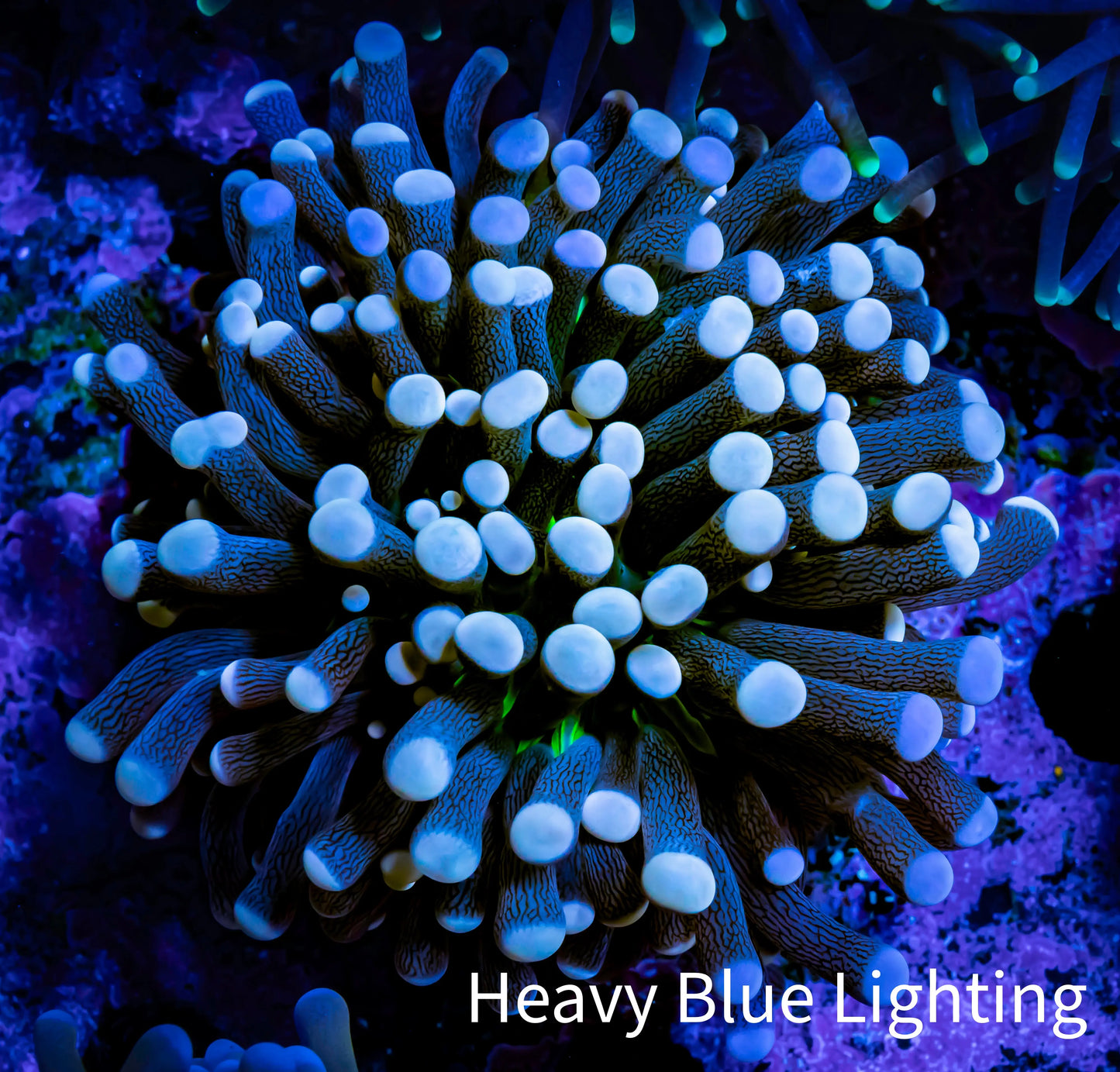 Joker Torch Coral 6cm WYSIWYG B1R1B1 Joker Torch Coral 6cm WYSIWYG B1R1B1 LPS Joker Torch Coral 6cm WYSIWYG B1R1B1 Zeo Box Reef