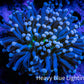Joker Torch Coral 6cm WYSIWYG C4R1B1 Joker Torch Coral 6cm WYSIWYG C4R1B1 LPS Joker Torch Coral 6cm WYSIWYG C4R1B1 Zeo Box Reef