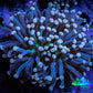 Joker Torch Coral 6cm WYSIWYG C4R1B1 Joker Torch Coral 6cm WYSIWYG C4R1B1 LPS Joker Torch Coral 6cm WYSIWYG C4R1B1 Zeo Box Reef