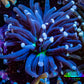 Joker Torch Coral 6cm  WYSIWYG Joker Torch Coral 6cm  WYSIWYG LPS Joker Torch Coral 6cm  WYSIWYG Zeo Box Reef