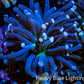 Joker Torch Coral 6cm  WYSIWYG Joker Torch Coral 6cm  WYSIWYG LPS Joker Torch Coral 6cm  WYSIWYG Zeo Box Reef
