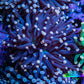 Joker Torch Coral 7cm WYSIWYG B12R1B1 Joker Torch Coral 7cm WYSIWYG B12R1B1 LPS Joker Torch Coral 7cm WYSIWYG B12R1B1 Zeo Box Reef