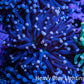 Joker Torch Coral 7cm WYSIWYG B12R1B1 Joker Torch Coral 7cm WYSIWYG B12R1B1 LPS Joker Torch Coral 7cm WYSIWYG B12R1B1 Zeo Box Reef