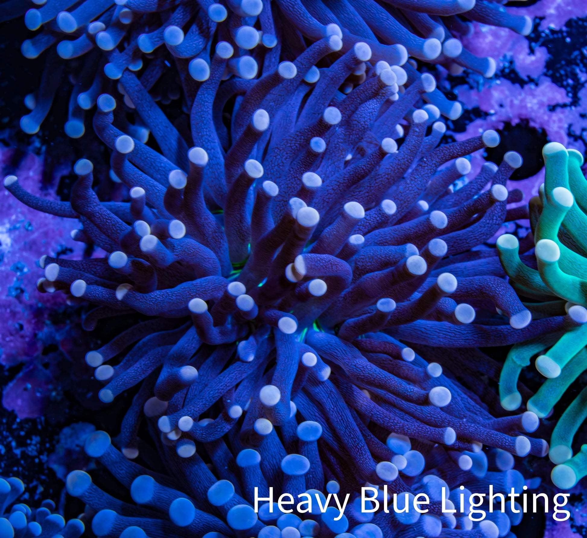 Joker Torch Coral 7cm WYSIWYG B12R1B1 Joker Torch Coral 7cm WYSIWYG B12R1B1 LPS Joker Torch Coral 7cm WYSIWYG B12R1B1 Zeo Box Reef