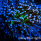 Joker Torch Coral 8cm WYSIWYG A1R1B1 Joker Torch Coral 8cm WYSIWYG A1R1B1 LPS Joker Torch Coral 8cm WYSIWYG A1R1B1 Zeo Box Reef