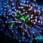 Joker Torch Coral 8cm WYSIWYG A1R1B1 Joker Torch Coral 8cm WYSIWYG A1R1B1 LPS Joker Torch Coral 8cm WYSIWYG A1R1B1 Zeo Box Reef