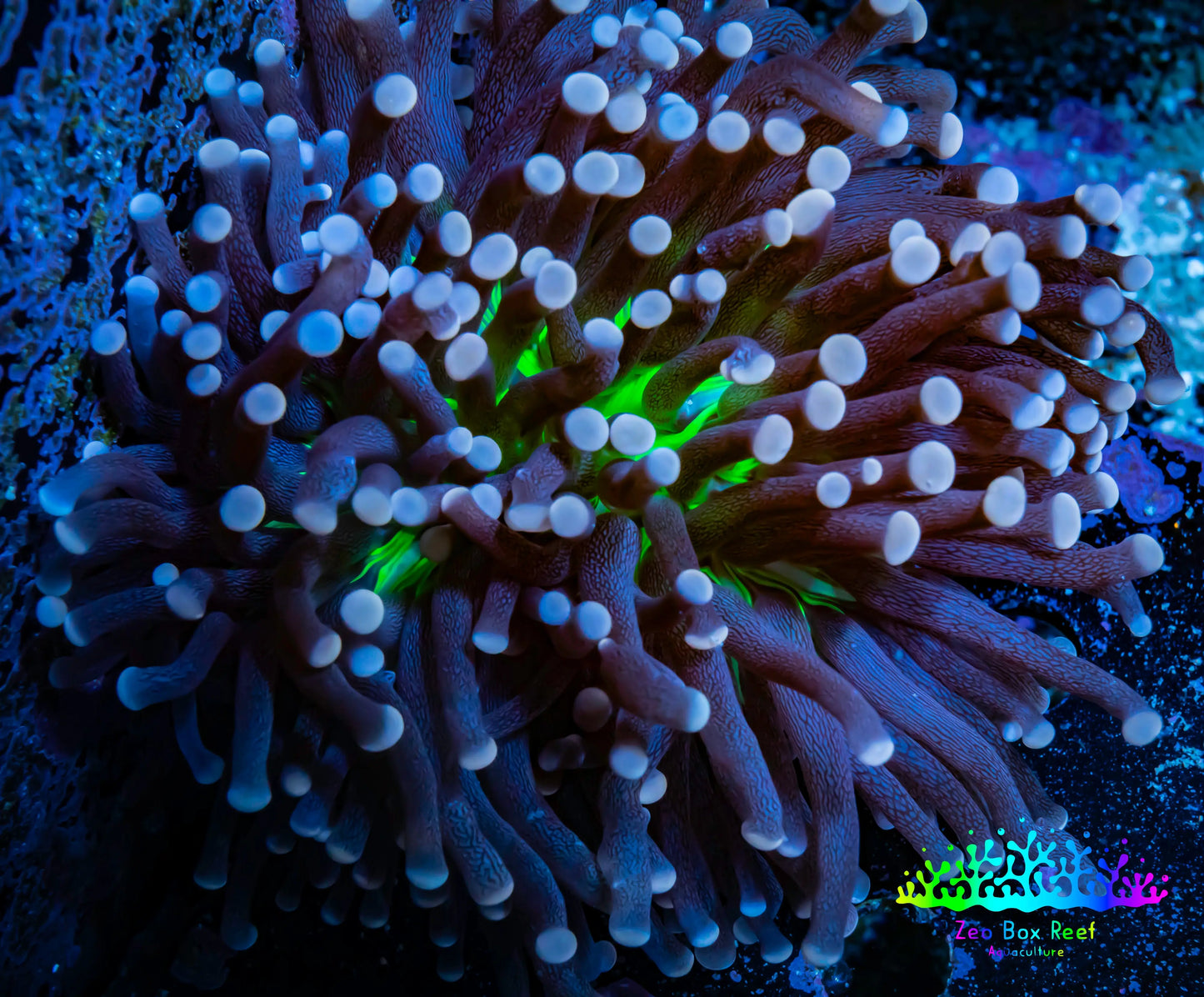 Joker Torch Coral 8cm WYSIWYG A1R1B1 Joker Torch Coral 8cm WYSIWYG A1R1B1 LPS Joker Torch Coral 8cm WYSIWYG A1R1B1 Zeo Box Reef