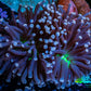 Joker Torch Coral 8cm WYSIWYG A2R1B1 Joker Torch Coral 8cm WYSIWYG A2R1B1 LPS Joker Torch Coral 8cm WYSIWYG A2R1B1 Zeo Box Reef