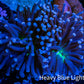 Joker Torch Coral 8cm WYSIWYG A2R1B1 Joker Torch Coral 8cm WYSIWYG A2R1B1 LPS Joker Torch Coral 8cm WYSIWYG A2R1B1 Zeo Box Reef