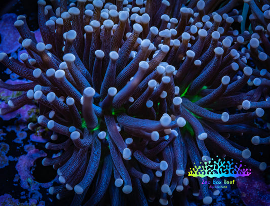 Joker Torch Coral 8cm WYSIWYG B1R2B1 Joker Torch Coral 8cm WYSIWYG B1R2B1 LPS Joker Torch Coral 8cm WYSIWYG B1R2B1 Zeo Box Reef