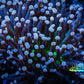 Joker Torch Coral 8cm WYSIWYG B2R2B1 Joker Torch Coral 8cm WYSIWYG B2R2B1 LPS Joker Torch Coral 8cm WYSIWYG B2R2B1 Zeo Box Reef