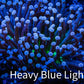 Joker Torch Coral 8cm WYSIWYG B2R2B1 Joker Torch Coral 8cm WYSIWYG B2R2B1 LPS Joker Torch Coral 8cm WYSIWYG B2R2B1 Zeo Box Reef
