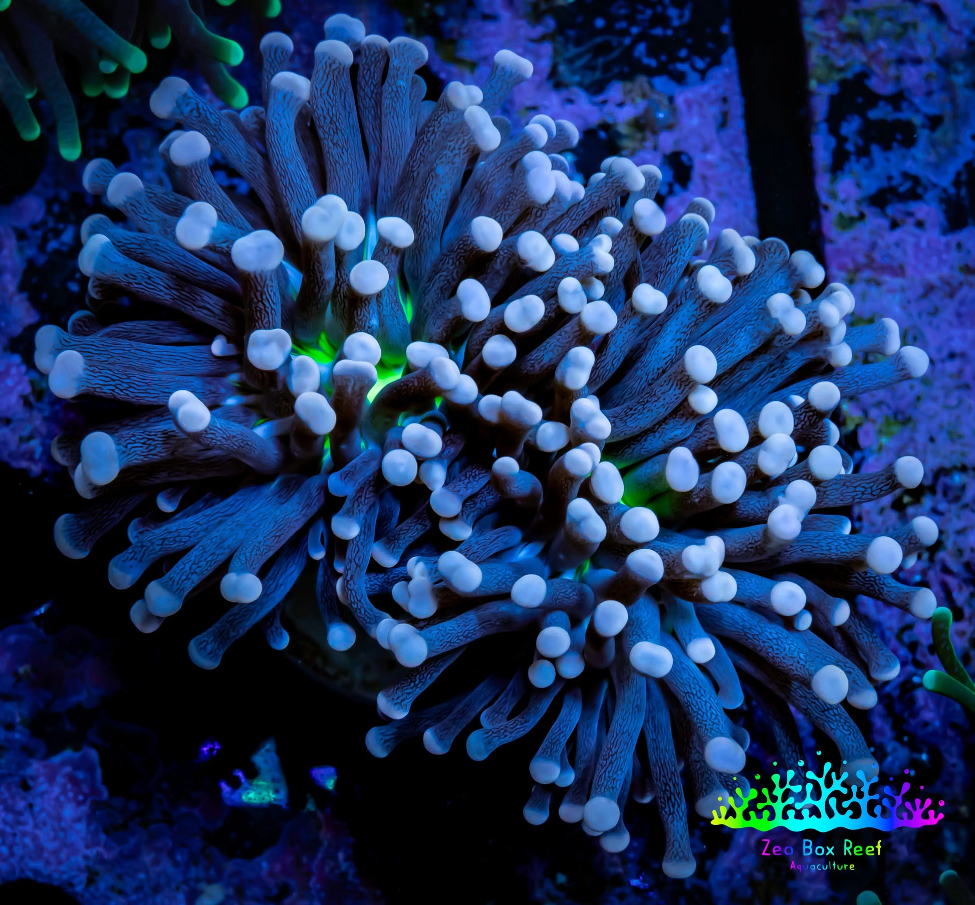 Joker Torch Coral 8cm WYSIWYG B5R1B1 Joker Torch Coral 8cm WYSIWYG B5R1B1 LPS Joker Torch Coral 8cm WYSIWYG B5R1B1 Zeo Box Reef