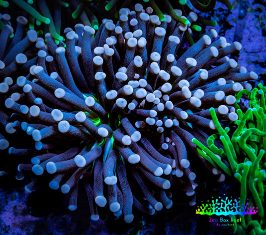 Joker Torch Coral 8cm WYSIWYG B5R1B1 Joker Torch Coral 8cm WYSIWYG B5R1B1 LPS Joker Torch Coral 8cm WYSIWYG B5R1B1 Zeo Box Reef