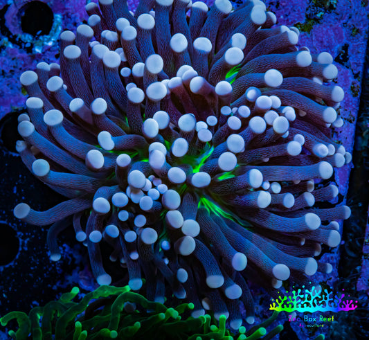 Joker Torch Coral 8cm WYSIWYG E5R1B1 Joker Torch Coral 8cm WYSIWYG E5R1B1 LPS Joker Torch Coral 8cm WYSIWYG E5R1B1 Zeo Box Reef