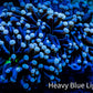 Joker Torch Coral 9cm WYSIWYG C2R2B1 Joker Torch Coral 9cm WYSIWYG C2R2B1 LPS Joker Torch Coral 9cm WYSIWYG C2R2B1 Zeo Box Reef