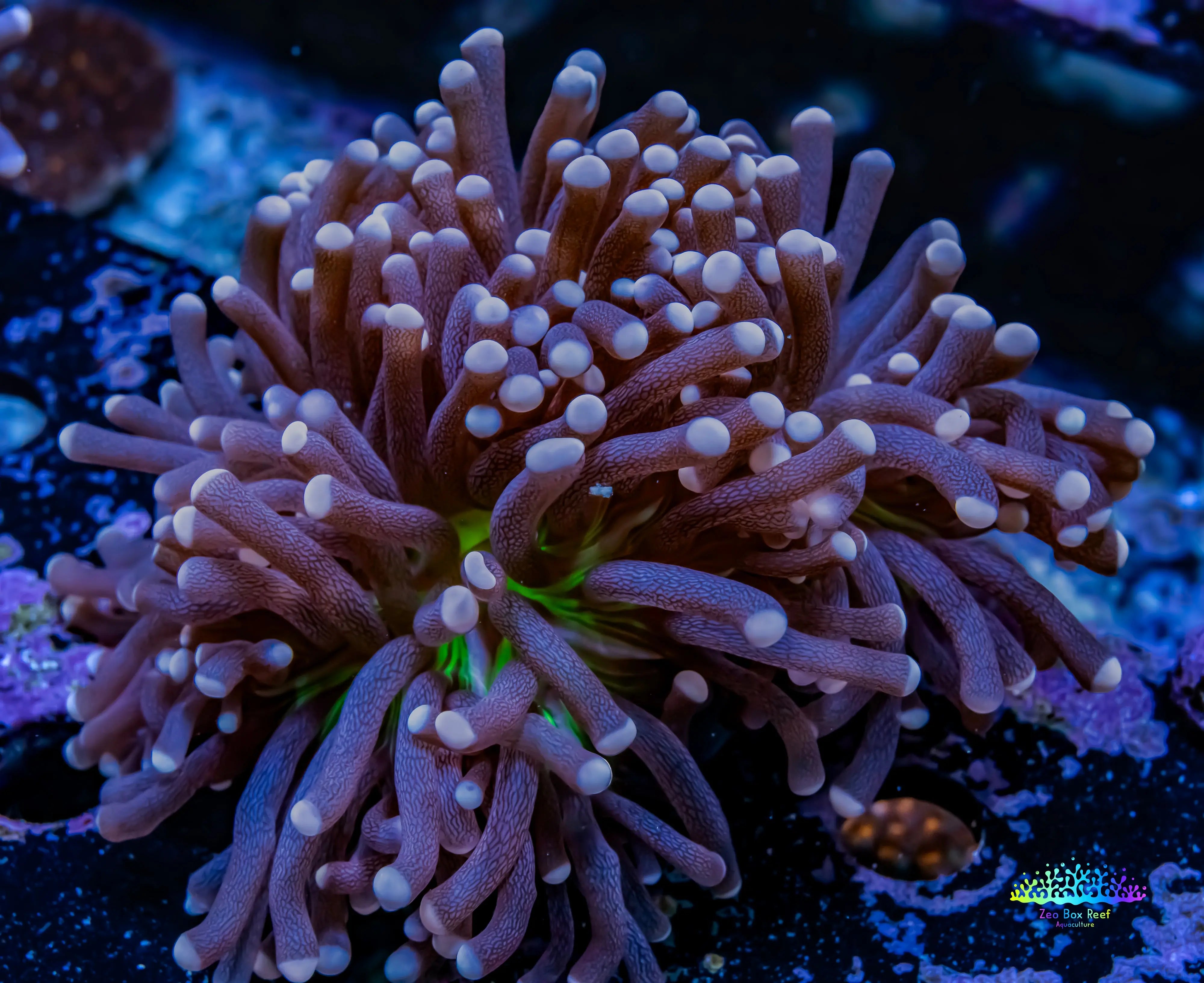 Buy Joker Torch Coral Australia – Zeo Box Reef Aquaculture