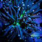 Joker Torch Coral  - Toxic Green Base Pink Tip - WYSIWYG 6cm C1R1B1 Joker Torch Coral  - Toxic Green Base Pink Tip - WYSIWYG 6cm C1R1B1 LPS Joker Torch Coral  - Toxic Green Base Pink Tip - WYSIWYG 6cm C1R1B1 Zeo Box Reef