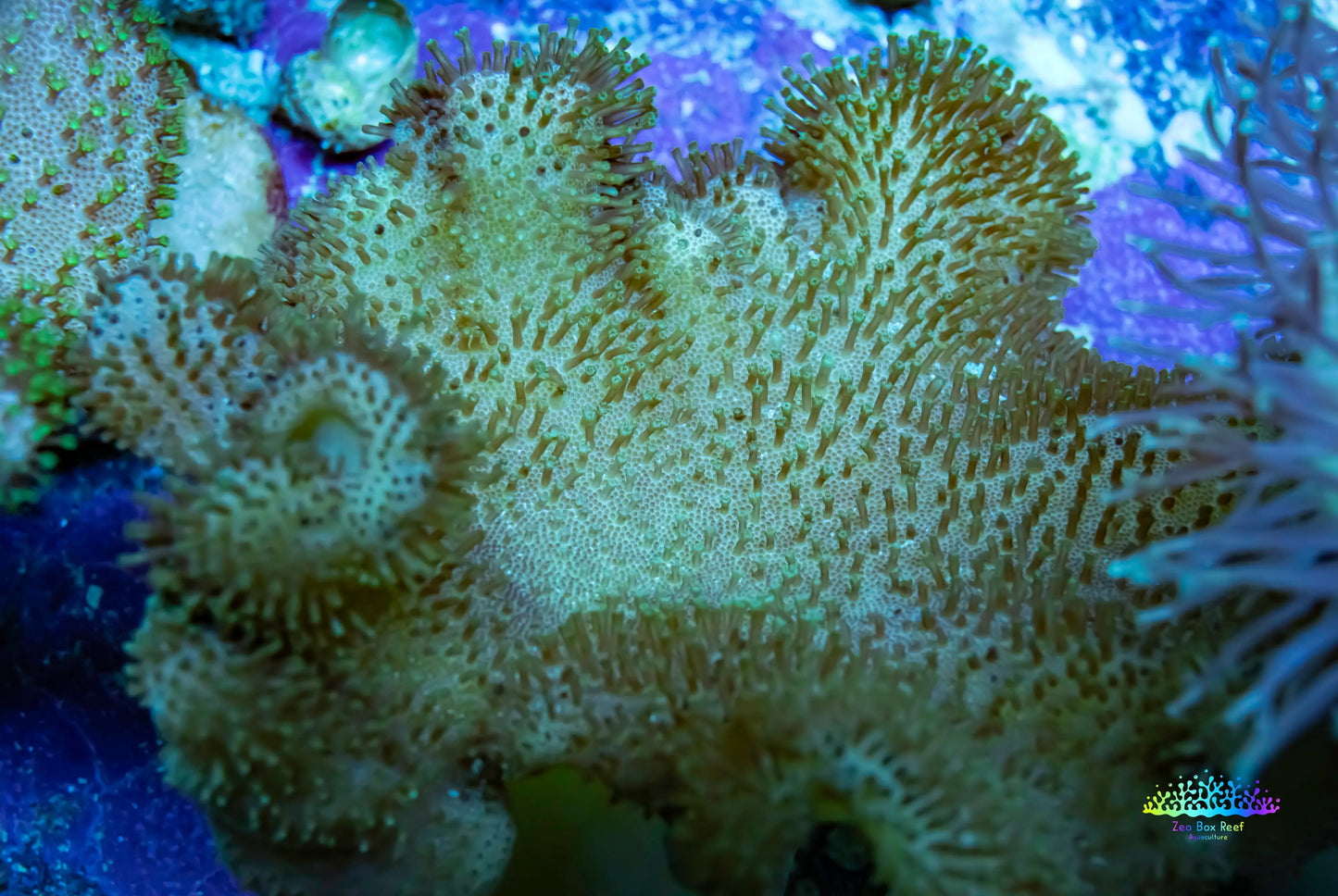 Toadstool Reef