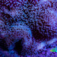 Leather Coral- Blue Long Polyp Toadstool Leather 8cm WYSIWYG Leather Coral- Blue Long Polyp Toadstool Leather 8cm WYSIWYG Soft Coral Leather Coral- Blue Long Polyp Toadstool Leather 8cm WYSIWYG Zeo Box Reef