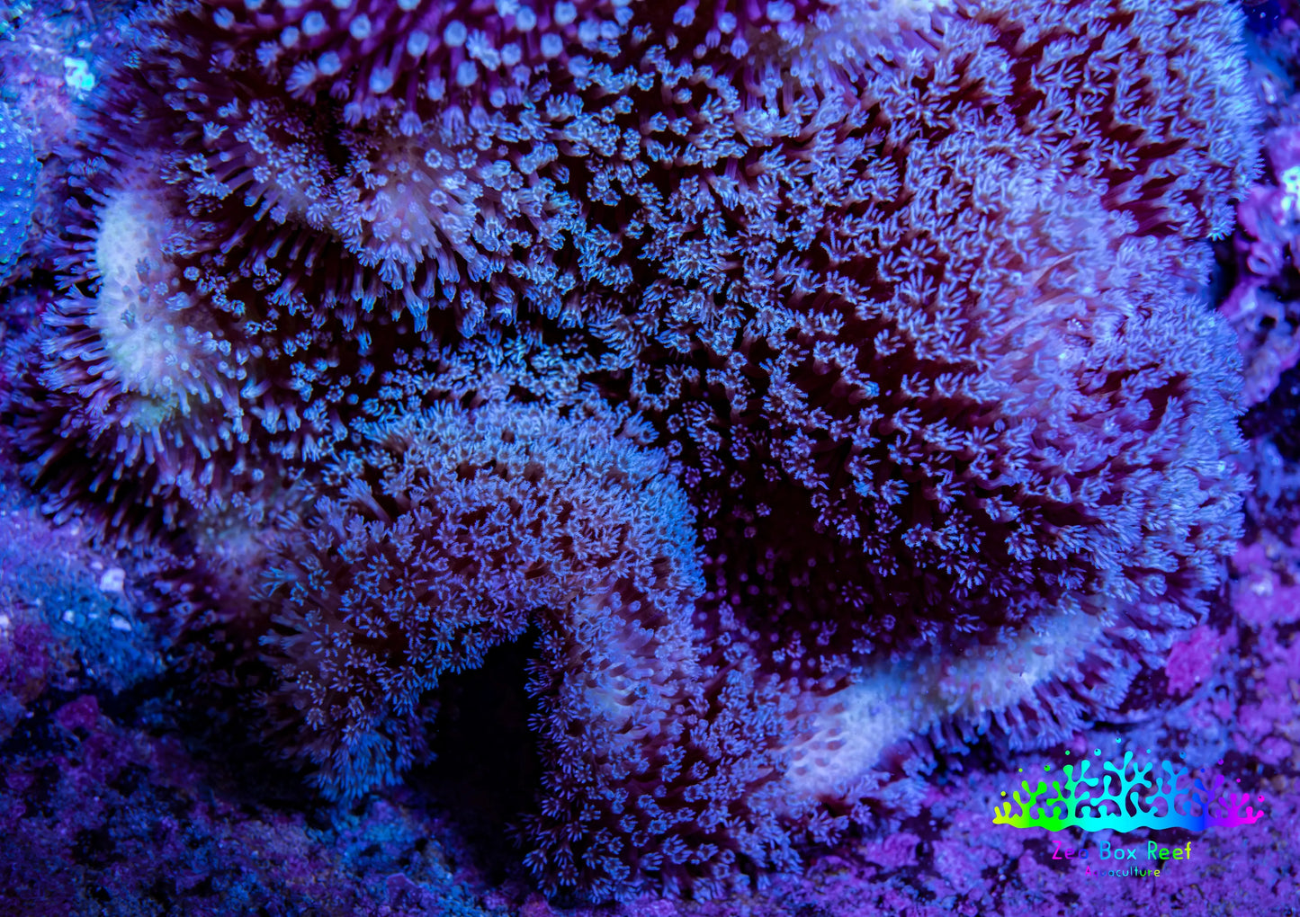 Leather Coral- Blue Long Polyp Toadstool Leather 8cm WYSIWYG Leather Coral- Blue Long Polyp Toadstool Leather 8cm WYSIWYG Soft Coral Leather Coral- Blue Long Polyp Toadstool Leather 8cm WYSIWYG Zeo Box Reef