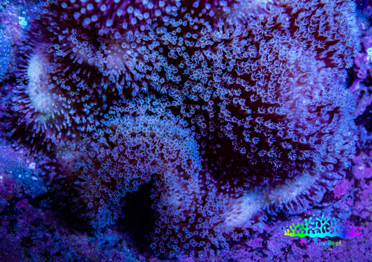 Leather Coral- Blue Long Polyp Toadstool Leather 8cm WYSIWYG Leather Coral- Blue Long Polyp Toadstool Leather 8cm WYSIWYG Soft Coral Leather Coral- Blue Long Polyp Toadstool Leather 8cm WYSIWYG Zeo Box Reef
