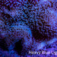 Leather Coral- Blue Long Polyp Toadstool Leather 8cm WYSIWYG Leather Coral- Blue Long Polyp Toadstool Leather 8cm WYSIWYG Soft Coral Leather Coral- Blue Long Polyp Toadstool Leather 8cm WYSIWYG Zeo Box Reef