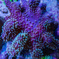 Leather Coral- Emerald Crown Toadstool Leather 8cm WYSIWYG M4W2 Leather Coral- Emerald Crown Toadstool Leather 8cm WYSIWYG M4W2 Soft Coral Leather Coral- Emerald Crown Toadstool Leather 8cm WYSIWYG M4W2 Zeo Box Reef