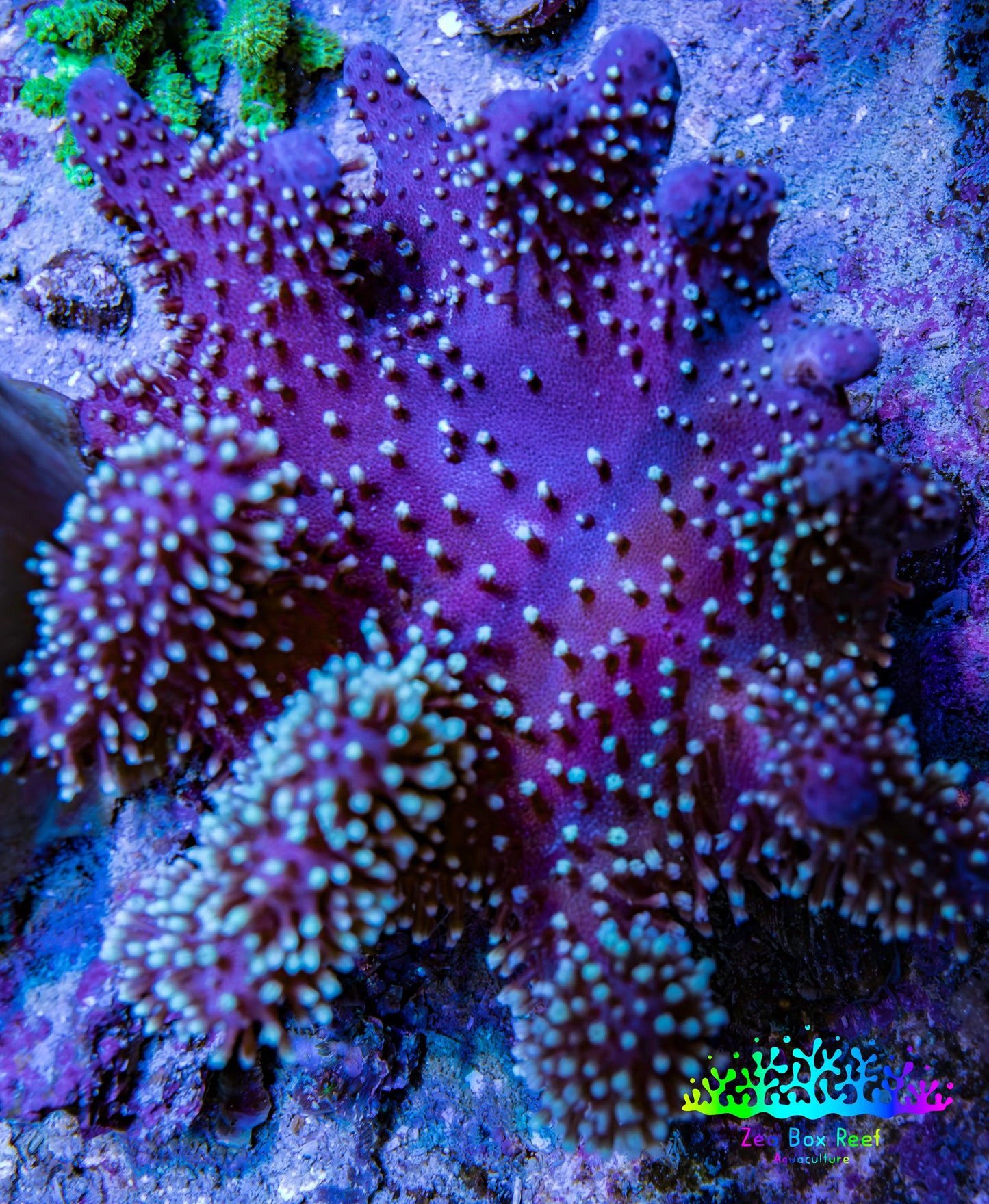 Leather Coral- Emerald Crown Toadstool Leather 8cm WYSIWYG M4W2 Leather Coral- Emerald Crown Toadstool Leather 8cm WYSIWYG M4W2 Soft Coral Leather Coral- Emerald Crown Toadstool Leather 8cm WYSIWYG M4W2 Zeo Box Reef