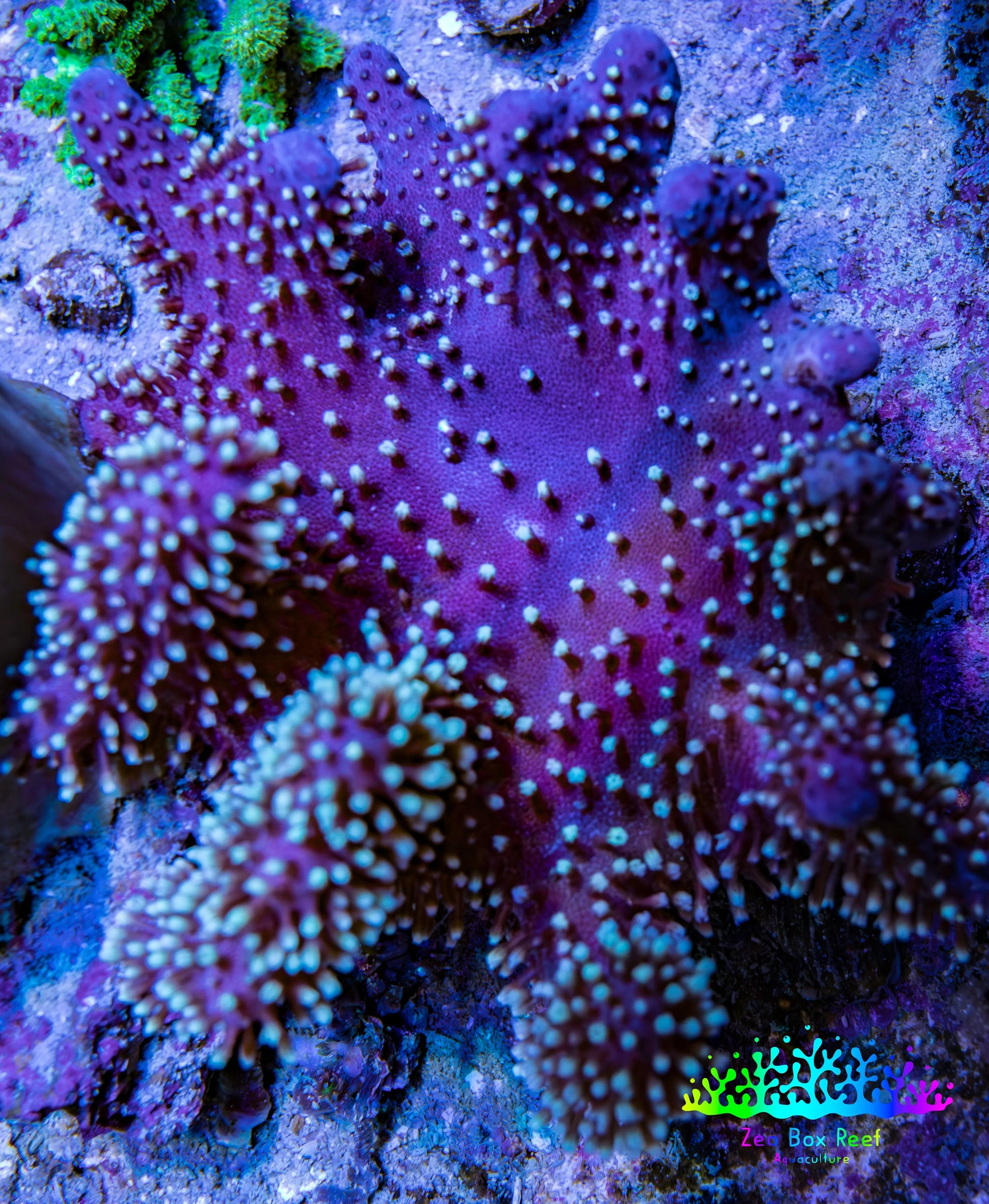 Leather Coral- Emerald Crown Toadstool Leather 8cm WYSIWYG M4W2 Leather Coral- Emerald Crown Toadstool Leather 8cm WYSIWYG M4W2 Soft Coral Leather Coral- Emerald Crown Toadstool Leather 8cm WYSIWYG M4W2 Zeo Box Reef