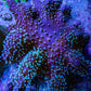 Leather Coral- Emerald Crown Toadstool Leather 8cm WYSIWYG M4W2 Leather Coral- Emerald Crown Toadstool Leather 8cm WYSIWYG M4W2 Soft Coral Leather Coral- Emerald Crown Toadstool Leather 8cm WYSIWYG M4W2 Zeo Box Reef